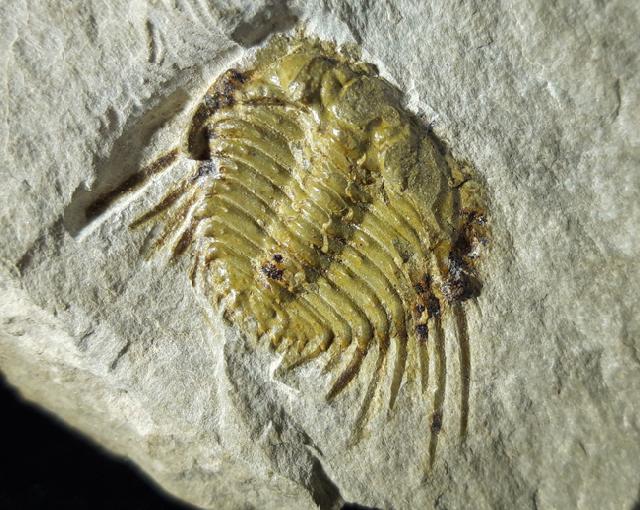 Kettneraspis seiberti BASSE in BASSE & MLLER 2004 - Bild © FossNet FossilienStore